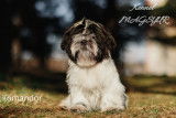 Chiot Shih Tzu Komandor mâle à vendre