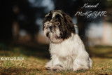 Chiot Shih Tzu Komandor mâle à vendre