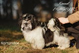 Chiot Shih Tzu Komandor mâle à vendre