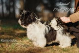 Chiot Shih Tzu Komandor mâle à vendre