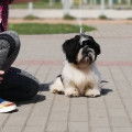 Chiot Shih Tzu Komandor mâle à vendre