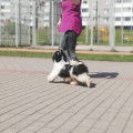 Chiot Shih Tzu Komandor mâle à vendre