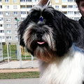 Chiot Shih Tzu Komandor mâle à vendre
