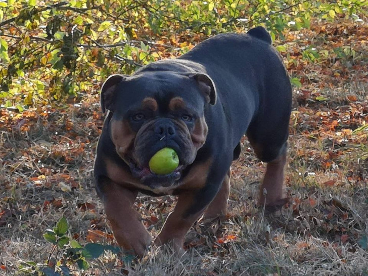 vieux pets datant