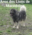 Chiots de race Berger Yougoslave &agrave; vendre (5 femelles & 2 m&acirc;les)