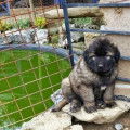 Chiots de race Berger Yougoslave &agrave; vendre (5 femelles & 2 m&acirc;les)