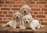 Chiots Labrador