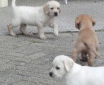 Chiots Labrador