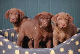 Chiots Labrador