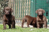 Chiots Labrador