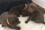 Chiots Labradors chocolat LOF &agrave; vendre