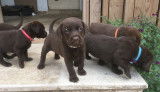 Chiots Labradors chocolat LOF &agrave; vendre