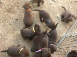 Chiots Labradors chocolat LOF &agrave; vendre