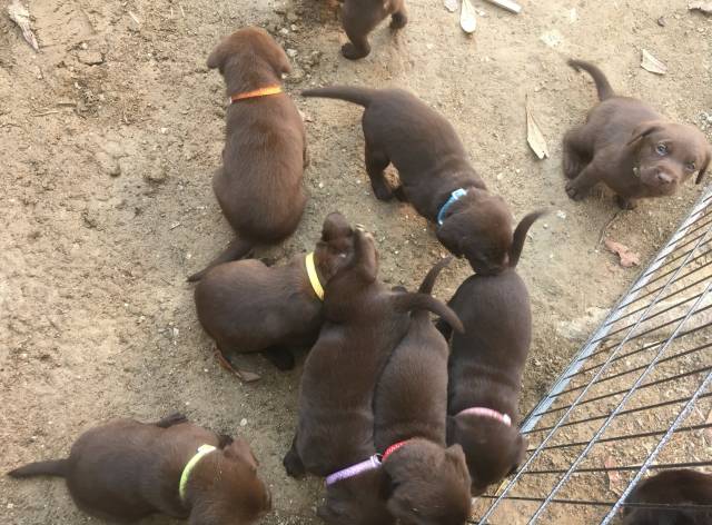 Chiots Labradors chocolat LOF à vendre