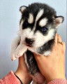 Chiots de type Husky Sibérien à vendre (4 femelles & 5 mâles)