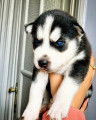 Chiots de type Husky Sibérien à vendre (4 femelles & 5 mâles)