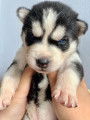 Chiots de type Husky Sibérien à vendre (4 femelles & 5 mâles)