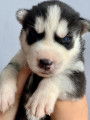 Chiots de type Husky Sibérien à vendre (4 femelles & 5 mâles)
