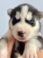Chiots de type Husky Sibérien à vendre (4 femelles & 5 mâles)