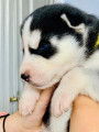 Chiots de type Husky Sibérien à vendre (4 femelles & 5 mâles)