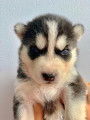 Chiots de type Husky Sibérien à vendre (4 femelles & 5 mâles)