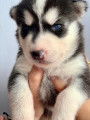 Chiots de type Husky Sibérien à vendre (4 femelles & 5 mâles)