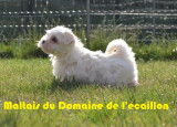 Superbe Bichon Maltais LOF