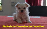 Superbe Bichon Maltais LOF