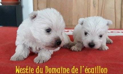 Chiots de race West Highland White Terrier à vendre (2 mâles)