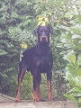 De race Dobermann disponible pour saillie