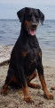 De race Dobermann disponible pour saillie