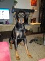 De race Dobermann disponible pour saillie