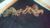 Chiots Rhodesian Ridgeback avec pedigree FCI à réserver