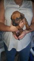 Chiots Rhodesian Ridgeback avec pedigree FCI à réserver