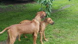 Chiots Rhodesian Ridgeback avec pedigree FCI à réserver