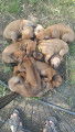 Chiots Rhodesian Ridgeback avec pedigree FCI à réserver