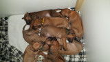 Chiots Rhodesian Ridgeback avec pedigree FCI à réserver