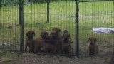Chiots Rhodesian Ridgeback avec pedigree FCI à réserver