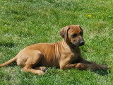 Chiots Rhodesian Ridgeback avec pedigree FCI à réserver