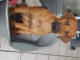 Chiots Rhodesian Ridgeback avec pedigree FCI à réserver