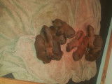 Chiots Rhodesian Ridgeback avec pedigree FCI à réserver