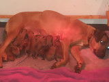 Chiots Rhodesian Ridgeback avec pedigree FCI à réserver