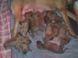 Chiots Rhodesian Ridgeback avec pedigree FCI à réserver