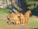 Chiots Rhodesian Ridgeback avec pedigree FCI à réserver
