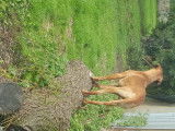 Chiots Rhodesian Ridgeback avec pedigree FCI à réserver