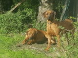 Chiots Rhodesian Ridgeback avec pedigree FCI à réserver
