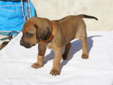 Chiots Rhodesian Ridgeback avec pedigree FCI à réserver