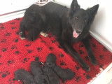 Chiots de race Groenendael à vendre (1 femelle & 4 mâles)