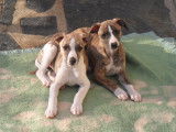 Chiots Whippet &agrave; vendre