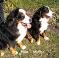 Chiots de type Bouvier Bernois &agrave; vendre (1 femelle & 2 m&acirc;les)